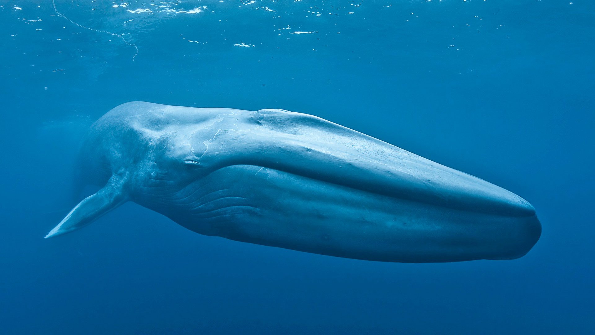 يزداد وزن مولود الحوت الأزرق حوالي ٩٠ كجم يوميا، فكم كجم تقريبا يزداد وزنه في الساعة؟