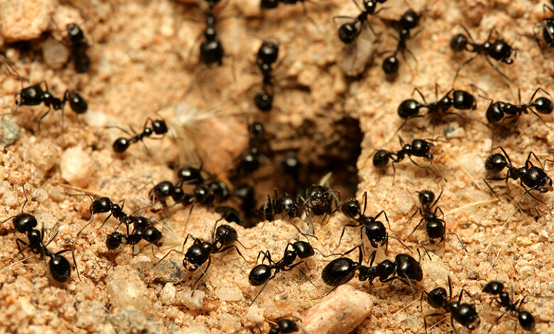 كم سعر النملة الواحدة